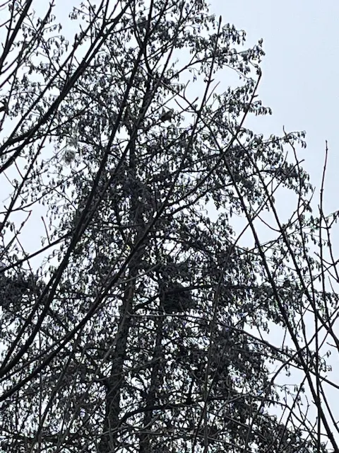 Nid de frelon asiatique à Poitiers (86) — Confirmé