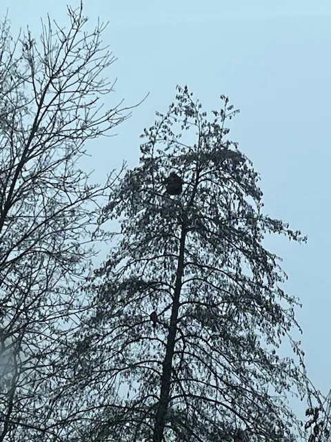 Photo du nid de frelon asiatique signalé à Poitiers