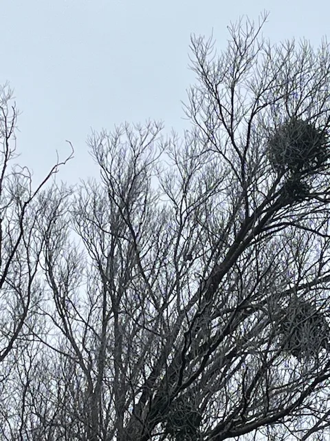 Photo du nid de frelon asiatique signalé à Poitiers