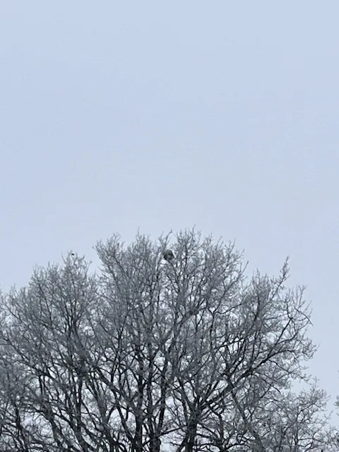 Photo du nid de frelon asiatique signalé à Biard