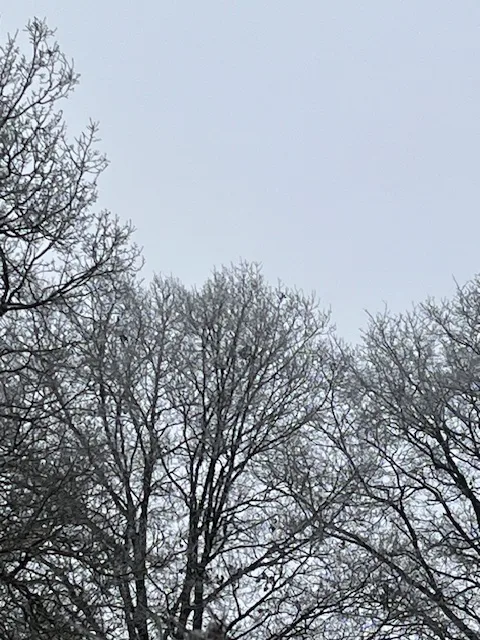 Photo du nid de frelon asiatique signalé à Biard