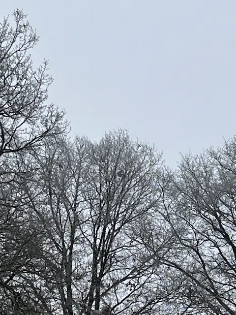 Nid de frelon asiatique à Biard (86) — Confirmé