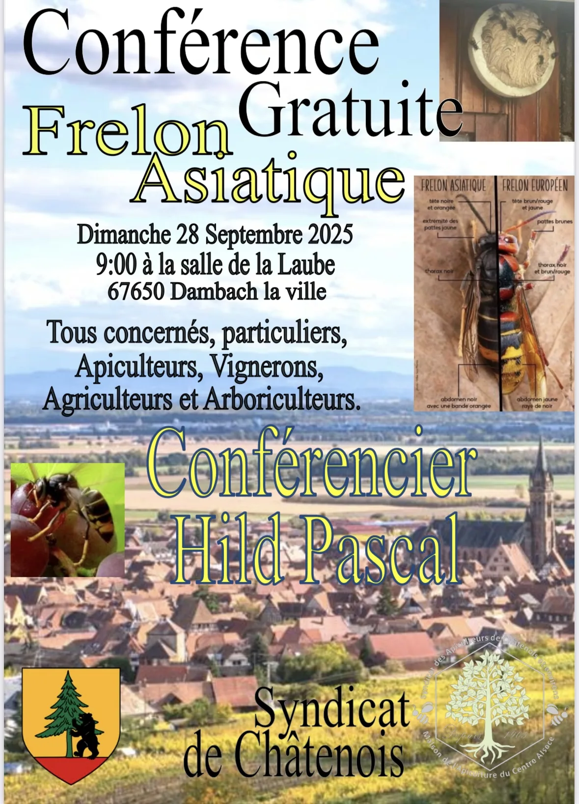 Photo du nid de frelon asiatique signalé à Dambach-la-Ville