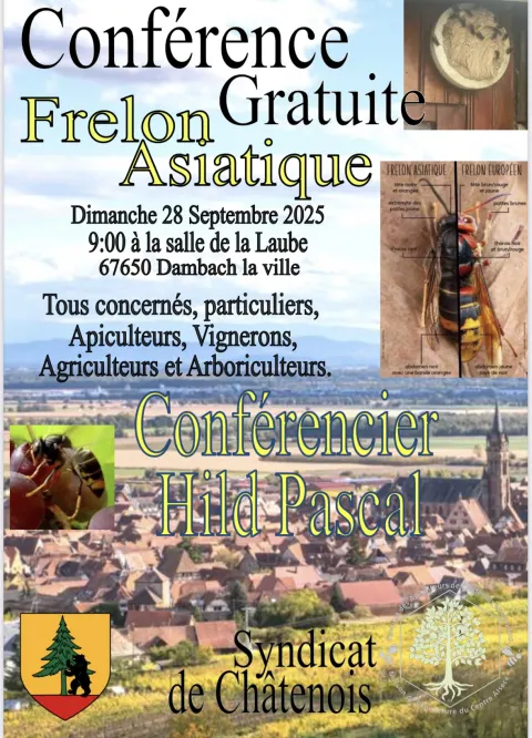 Nid de frelon asiatique à Dambach-la-Ville (67) — Neutralisé