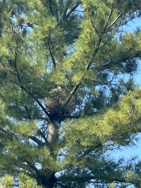 Photo du signalement #872