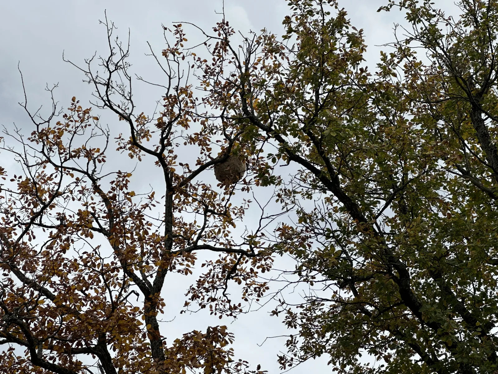 Photo du signalement #873