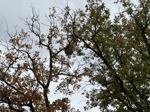 Photo du signalement #873