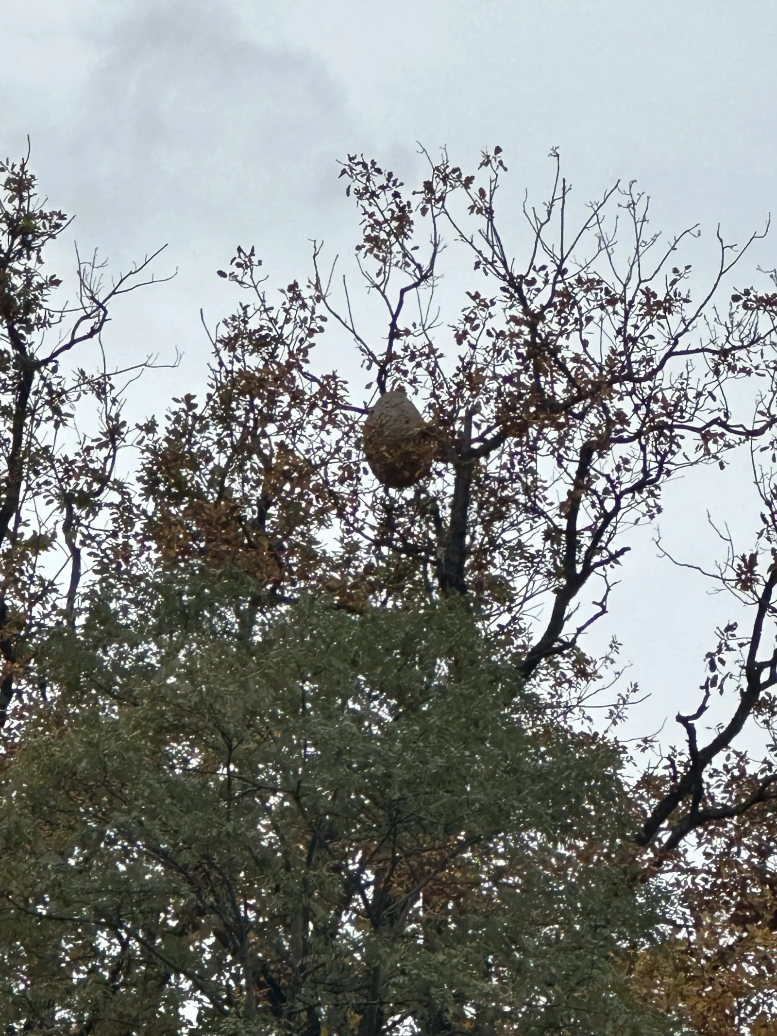 Photo du nid de frelon asiatique signalé à Dieffenthal