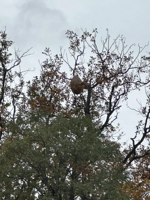 Nid de frelon asiatique à Dieffenthal (67) — Neutralisé