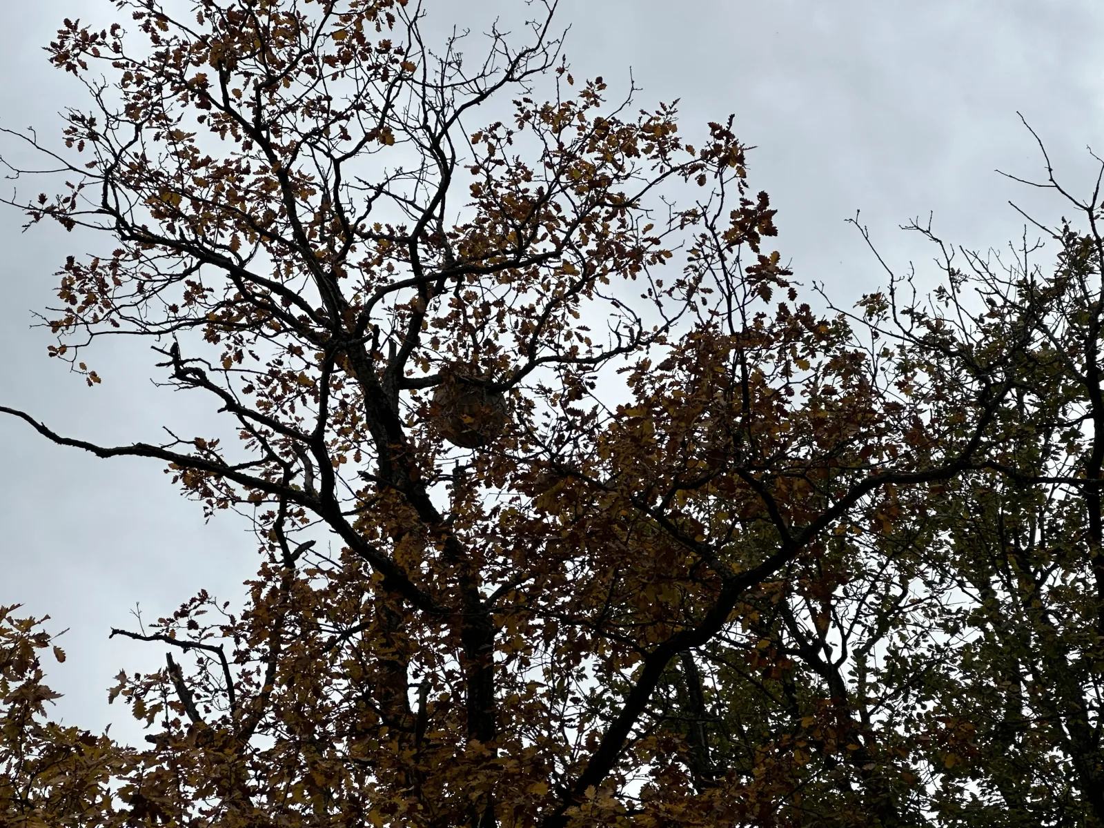 Photo du signalement #873