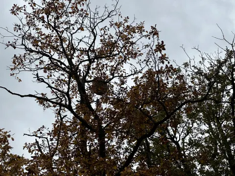 Photo du signalement #873