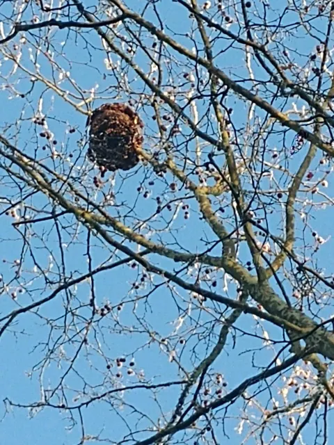 Nid de frelon asiatique à Châtellerault (86) — Confirmé