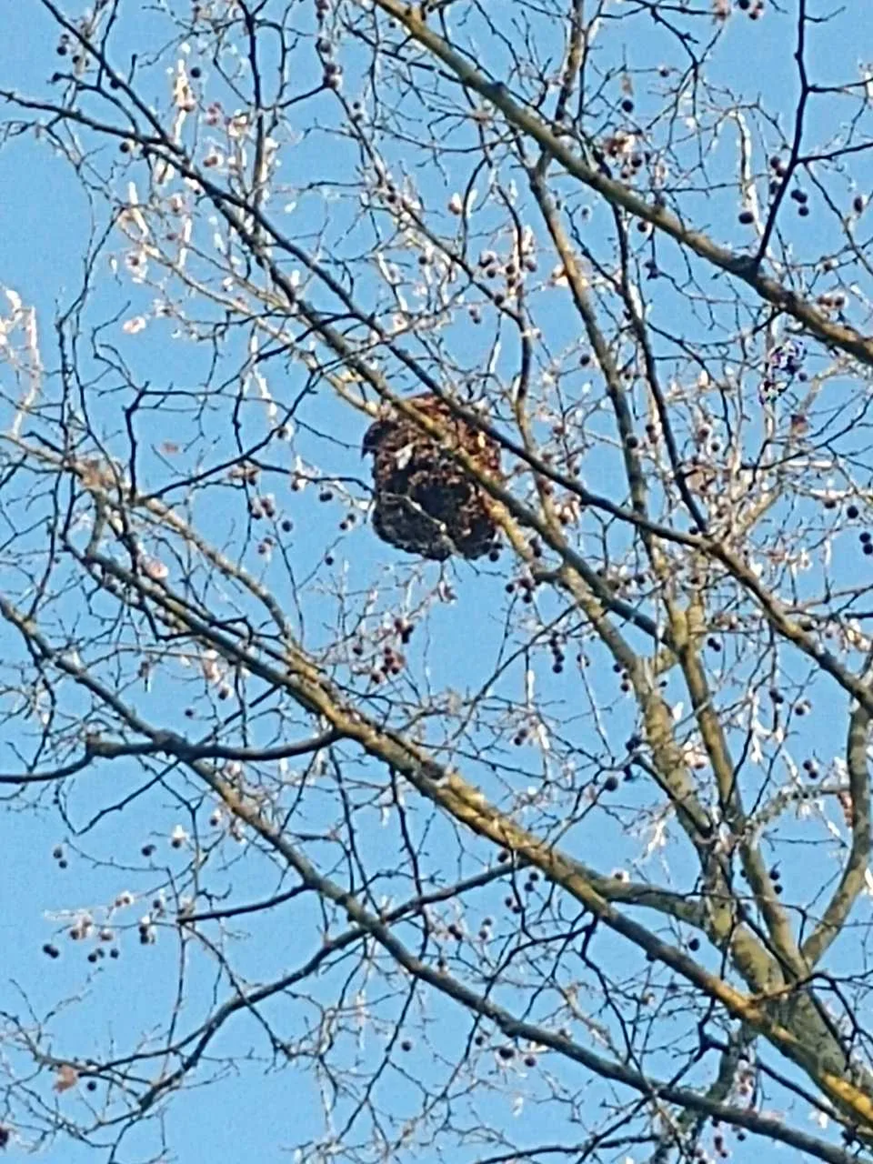 Photo du signalement #874