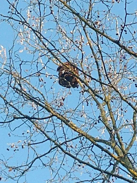 Photo du signalement #874