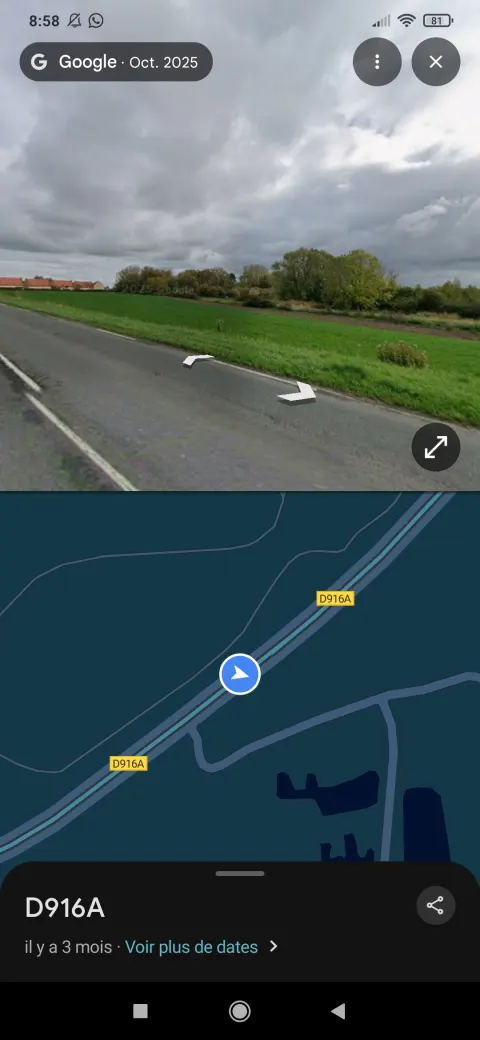 Nid de frelon asiatique à Hoymille (59) — Confirmé