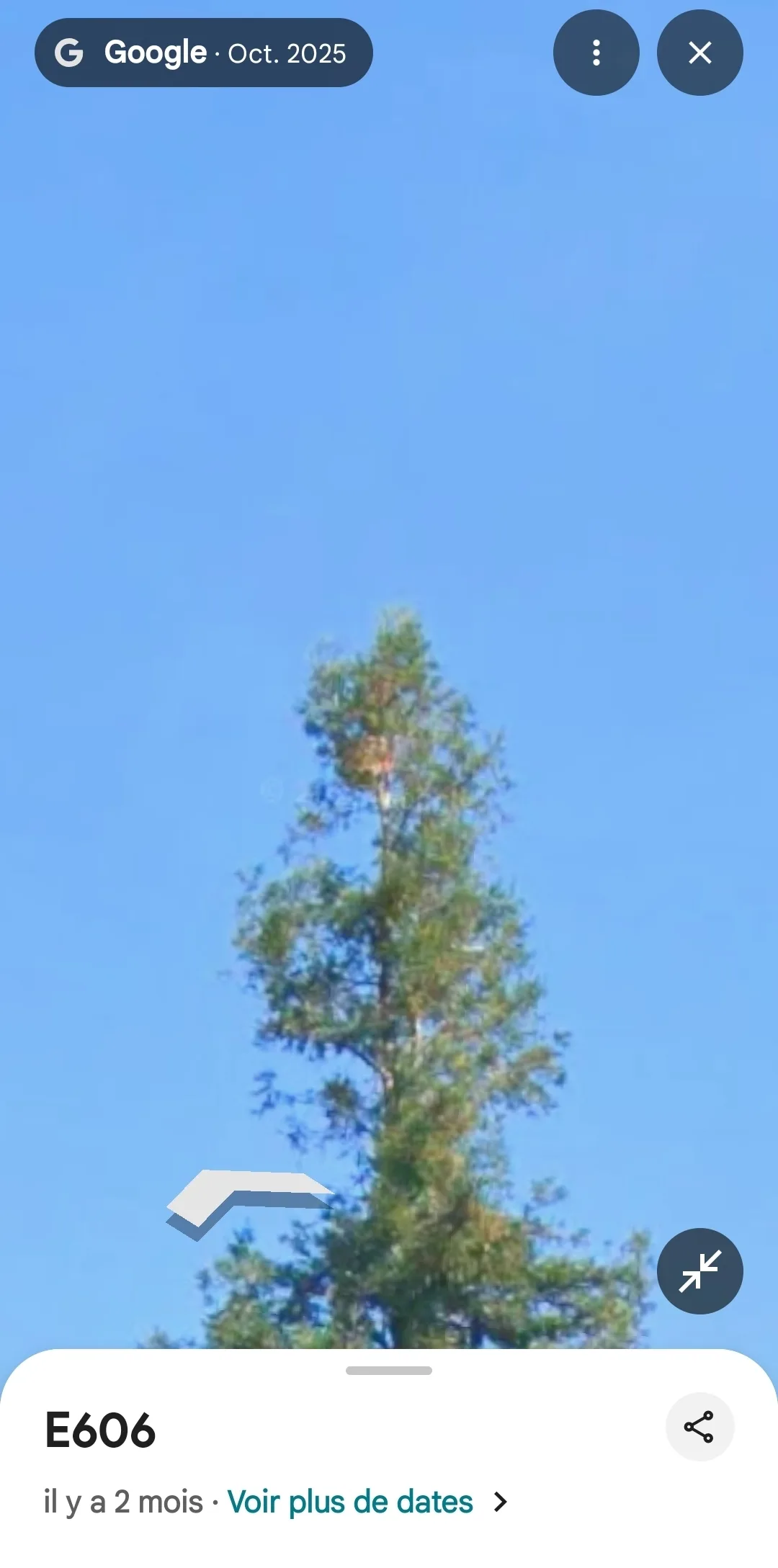 Photo du nid de frelon asiatique signalé à Roullet-Saint-Estèphe