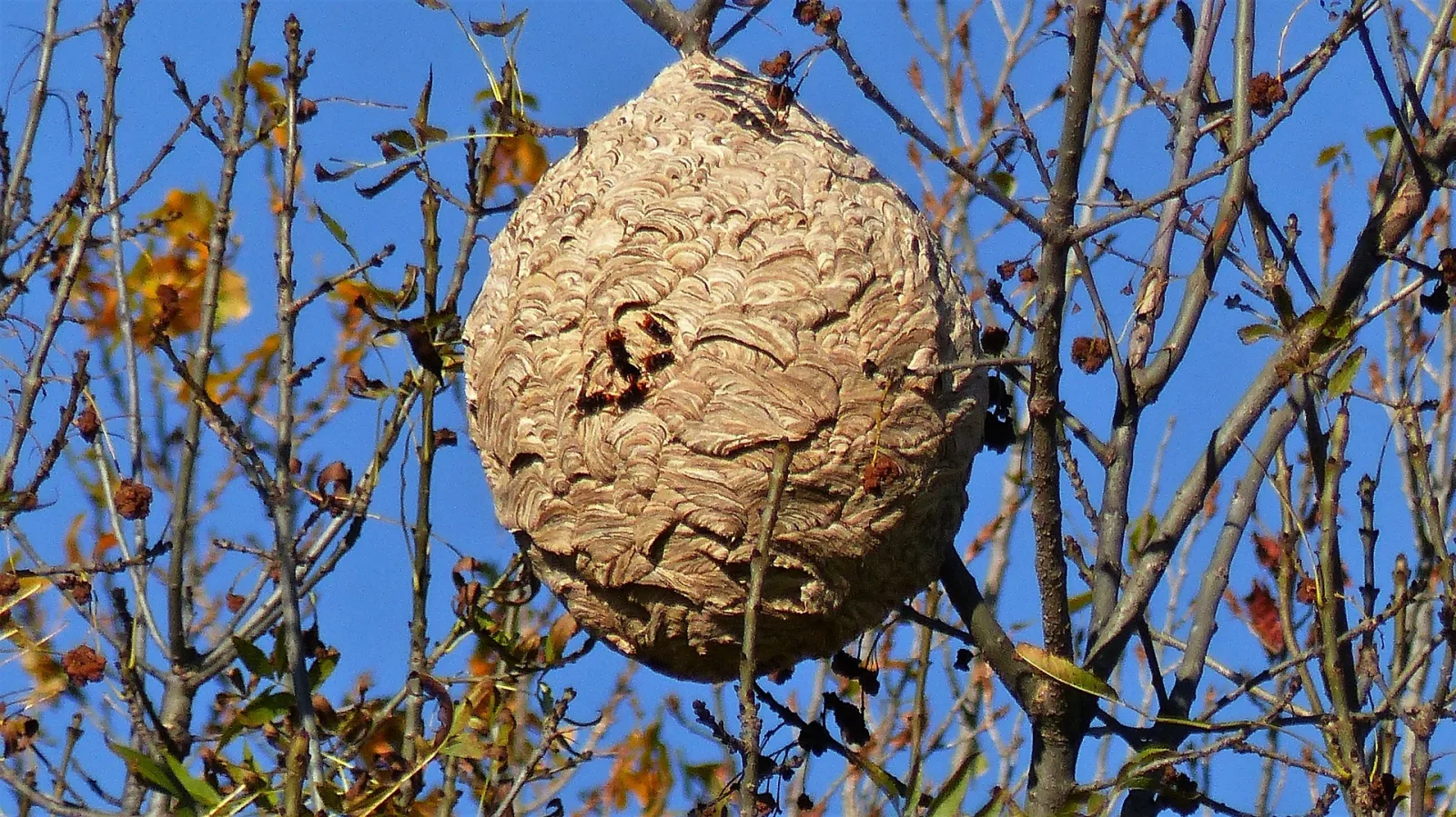 Photo du nid de frelon asiatique signalé à Les Contamines-Montjoie