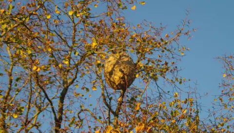 Nid de frelon asiatique à Chamonix-Mont-Blanc (74) — Confirmé