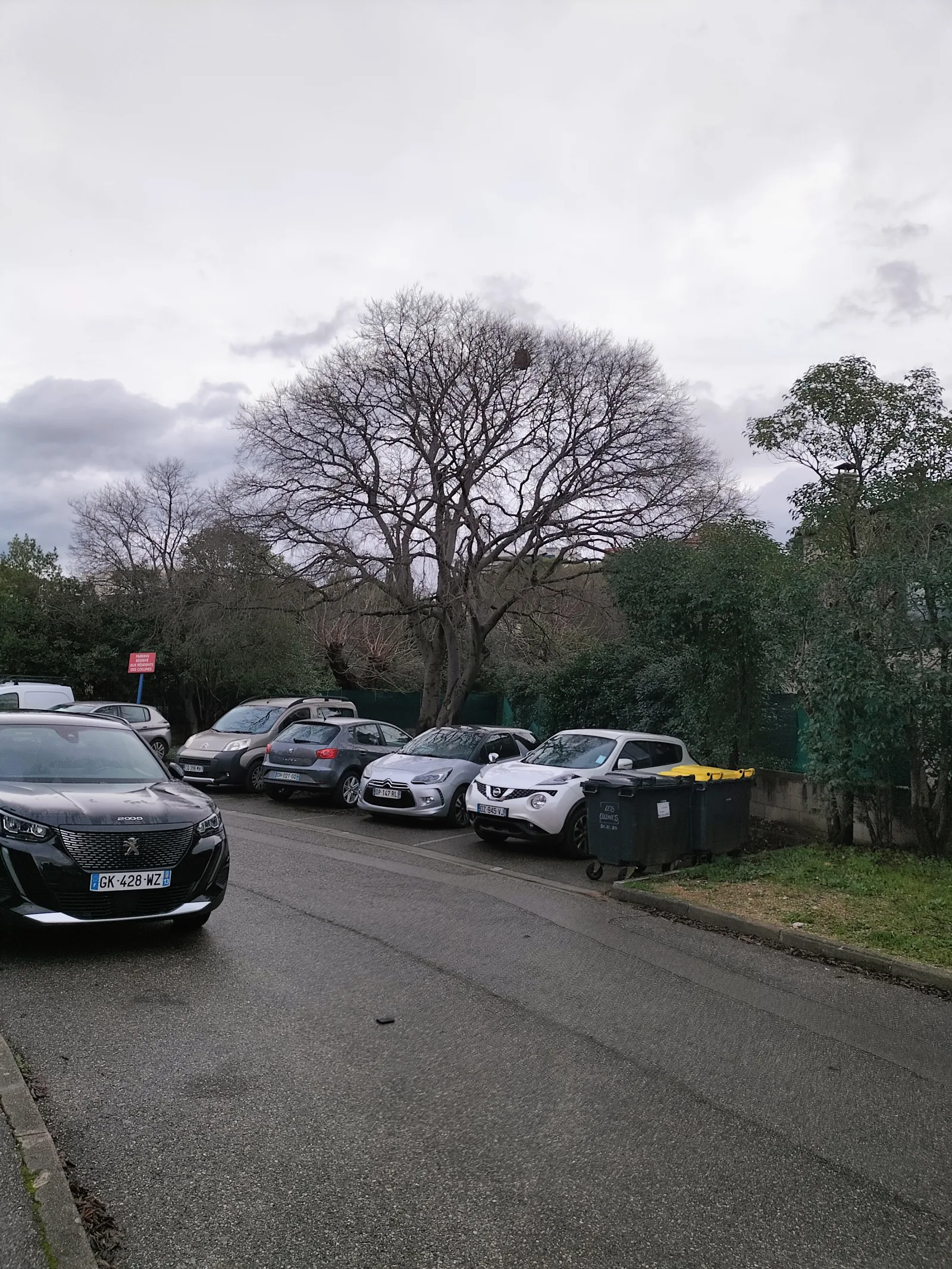 Photo du nid de frelon asiatique signalé à Marseille