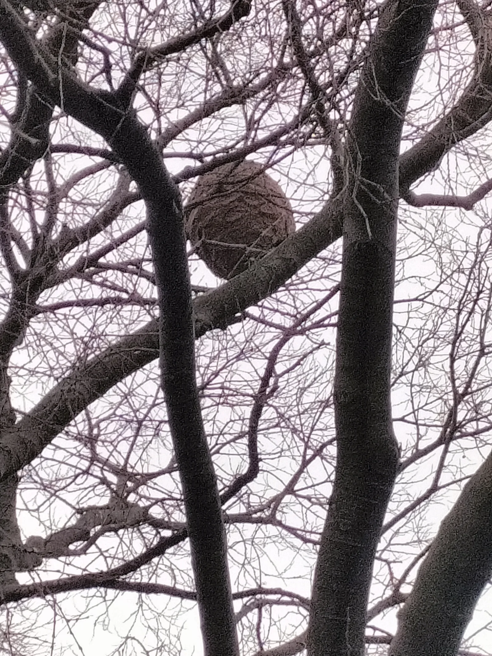 Photo du signalement #882