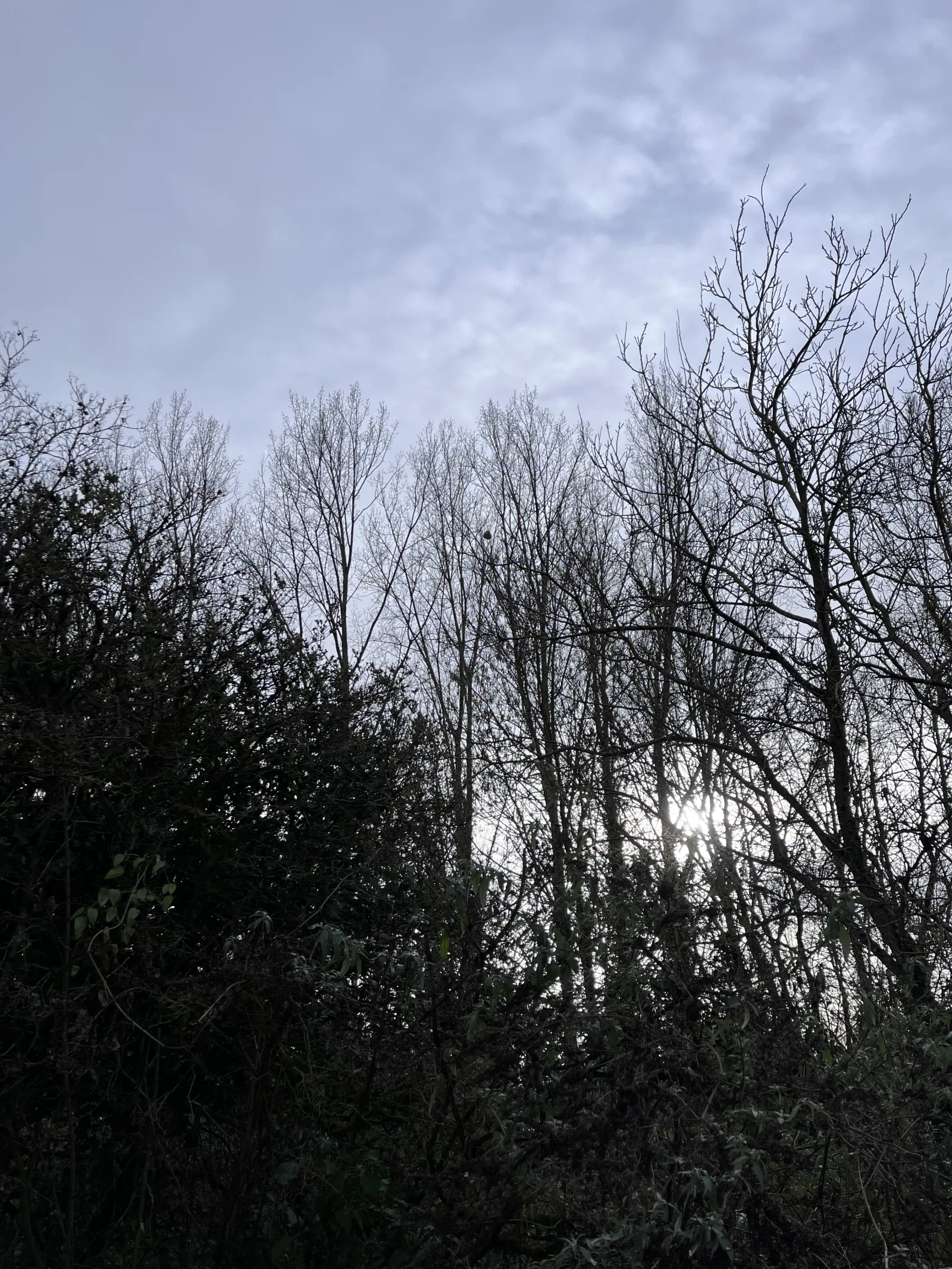 Photo du nid de frelon asiatique signalé à Migné-Auxances