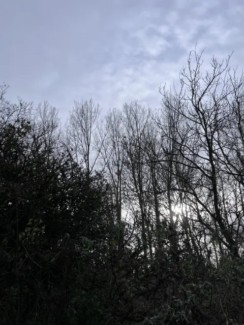 Nid de frelon asiatique à Migné-Auxances (86) — Confirmé