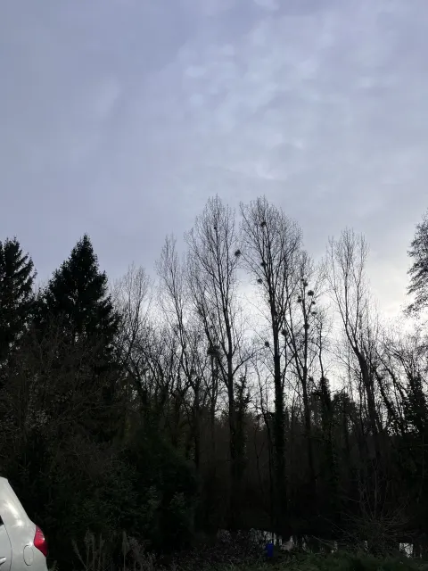 Nid de frelon asiatique à Migné-Auxances (86) — Neutralisé