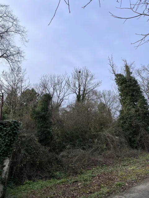 Nid de frelon asiatique à Chasseneuil-du-Poitou (86) — Neutralisé