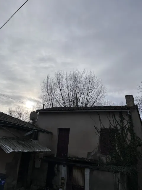 Nid de frelon asiatique à Chasseneuil-du-Poitou (86) — Neutralisé