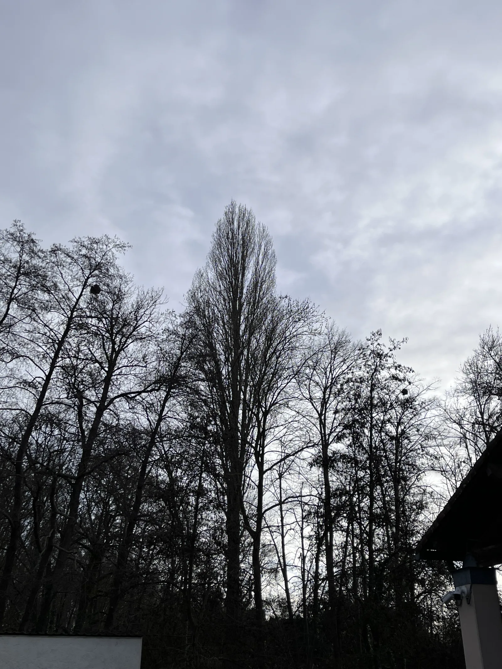 Nid signalé à Chasseneuil-du-Poitou