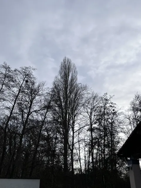 Nid de frelon asiatique à Chasseneuil-du-Poitou (86) — Confirmé