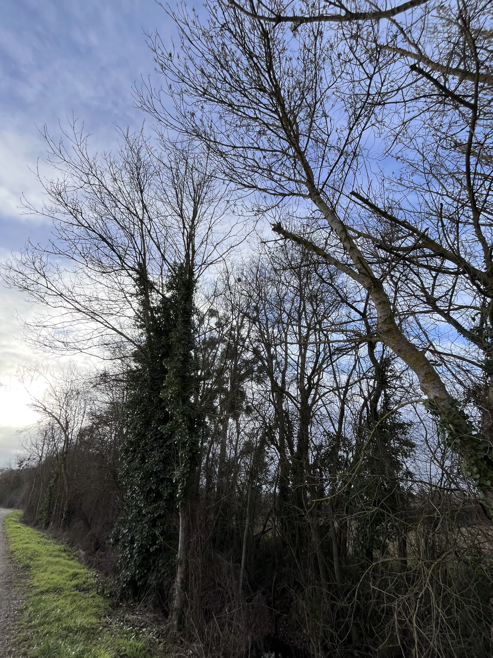 Nid signalé à Chasseneuil-du-Poitou