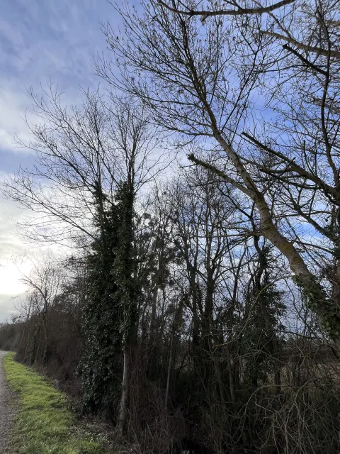 Nid de frelon asiatique à Chasseneuil-du-Poitou (86) — Neutralisé