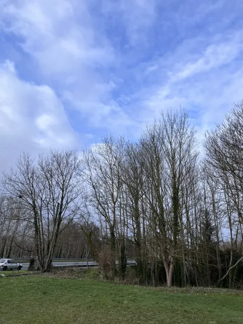 Nid de frelon asiatique à Chasseneuil-du-Poitou (86) — Neutralisé