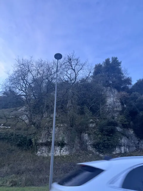 Nid de frelon asiatique à Poitiers (86) — Confirmé