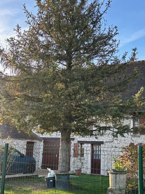 Nid signalé à Coulommiers