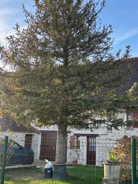 Nid de frelon asiatique à Coulommiers (77) — Confirmé