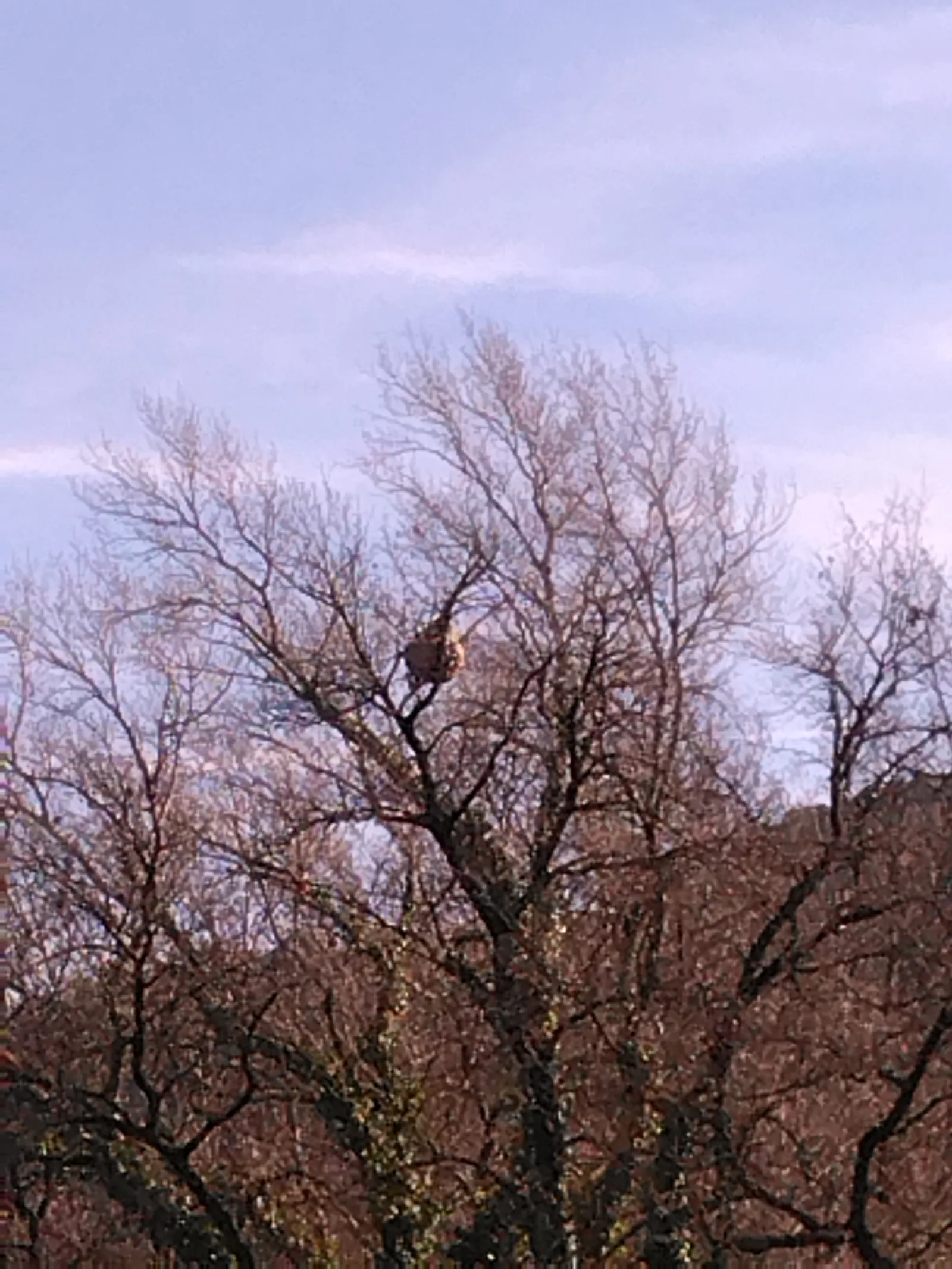 Nid signalé à Brignoles