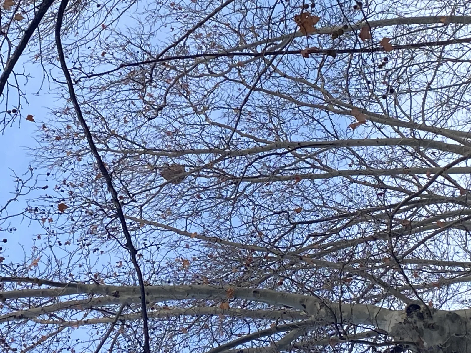 Nid signalé à Marseille