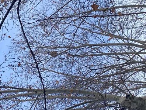 Nid de frelon asiatique à Marseille — Confirmé