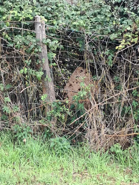 Nid de frelon asiatique à Montamisé (86) — Neutralisé
