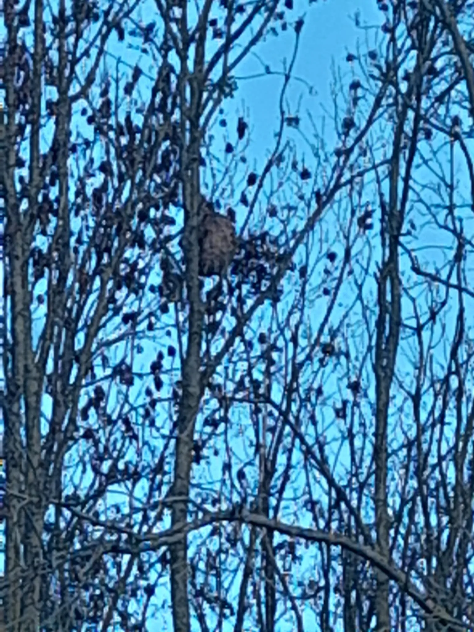 Nid signalé à Saint-Pierre-en-Auge