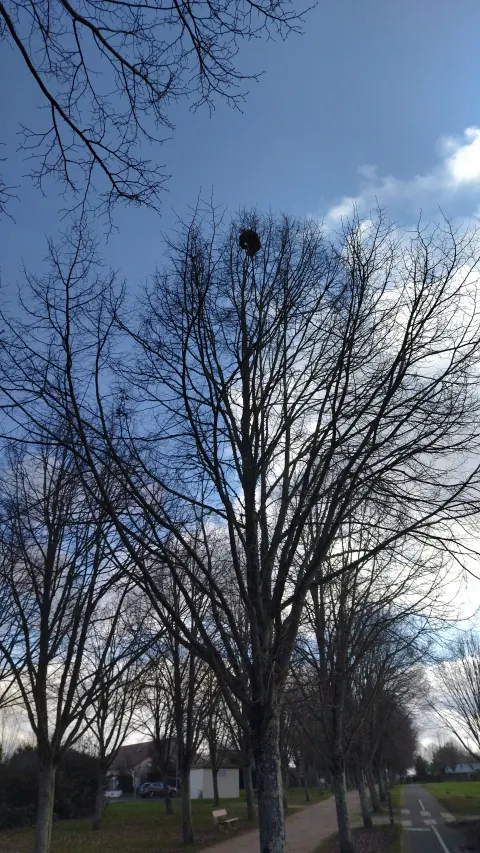Nid de frelon asiatique à Buxerolles (86) — Neutralisé