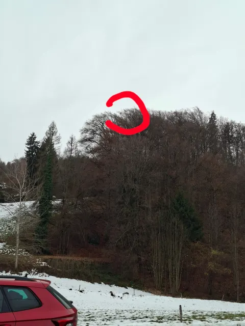 Nid de frelon asiatique à Sallanches (74) — Neutralisé