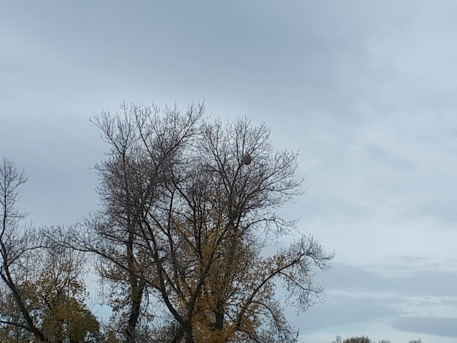 Photo du nid de frelon asiatique signalé à Sailly-sur-la-Lys