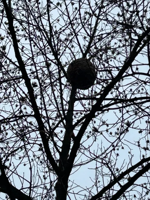 Nid de frelon asiatique à Strasbourg — Confirmé