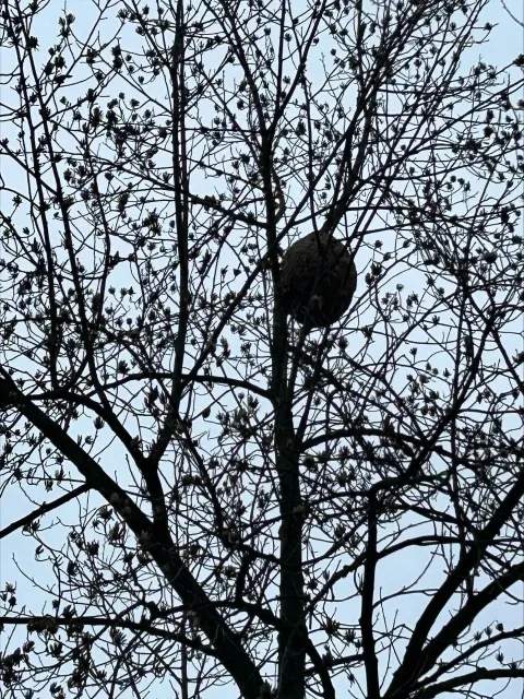 Photo du signalement #911