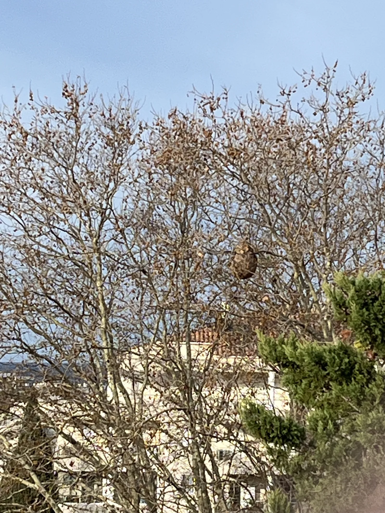 Nid signalé à Marseille