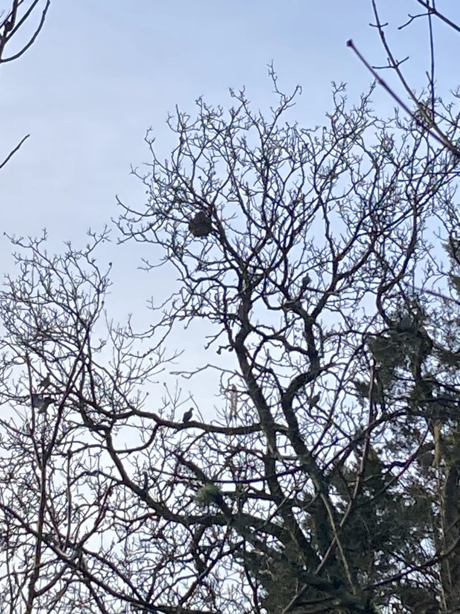 Photo du signalement #913