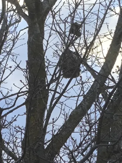 Nid de autre à Venerque (31) — Confirmé